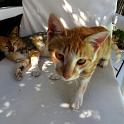 Mykonos Katzen (67)